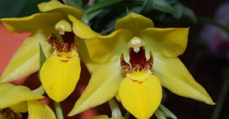 Udveksle orkidé