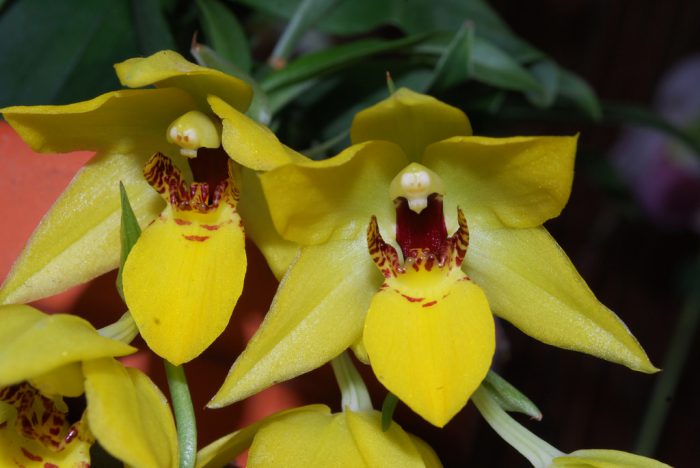 Intercanviar orquídia