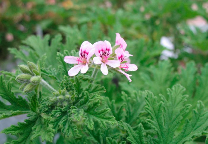 Pelargonium vaaleanpunainen (Pelargonium radens)
