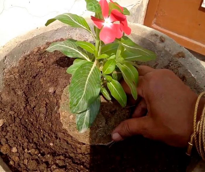 Cấy catharanthus