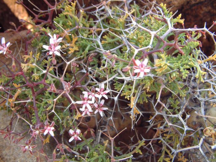 Pelargonium ปุย (Pelargonium crithmifolium)