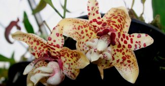 Stangopeya Orchidee