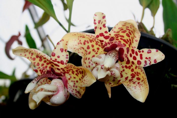 Orquídea stangopeya