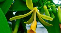 Vaniļas orhideja (vaniļas orhideja)