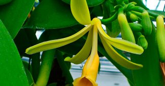 Orchidée vanille (orchidée vanille)