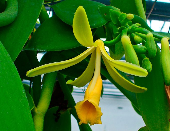 Vanilla Orchid (Phong lan Vani)