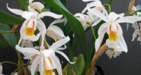 Celloginin orkidea