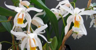 Orchidée de Cellogin
