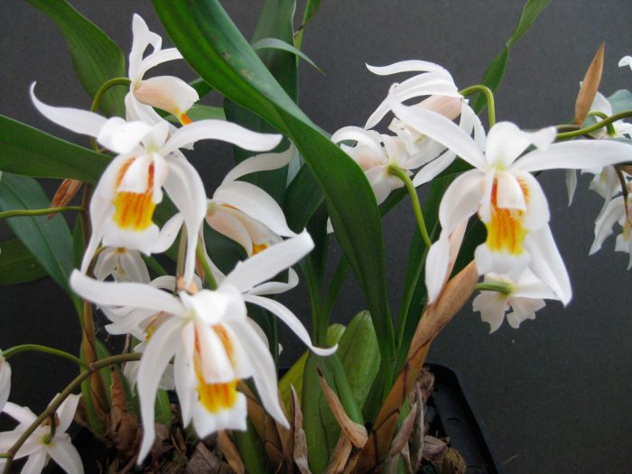 Orchidea Cellogin's