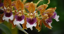 Odontoglossum orhideja