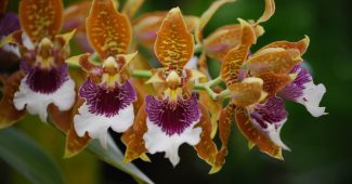 Odontoglossum Orchidee