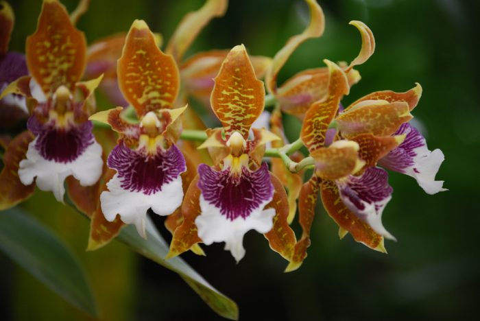 Odontoglossum-orchidee