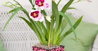 Miltonia orkide