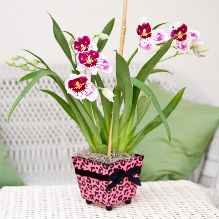 Miltonijos orchidėja