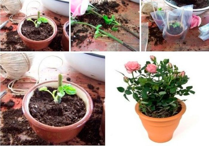 Grunnleggende regler for å dyrke en rose fra en kutt