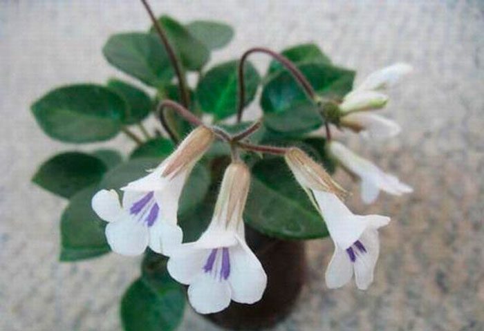 Primulina Tamiana (พริมูลิน่าทามิอานา)