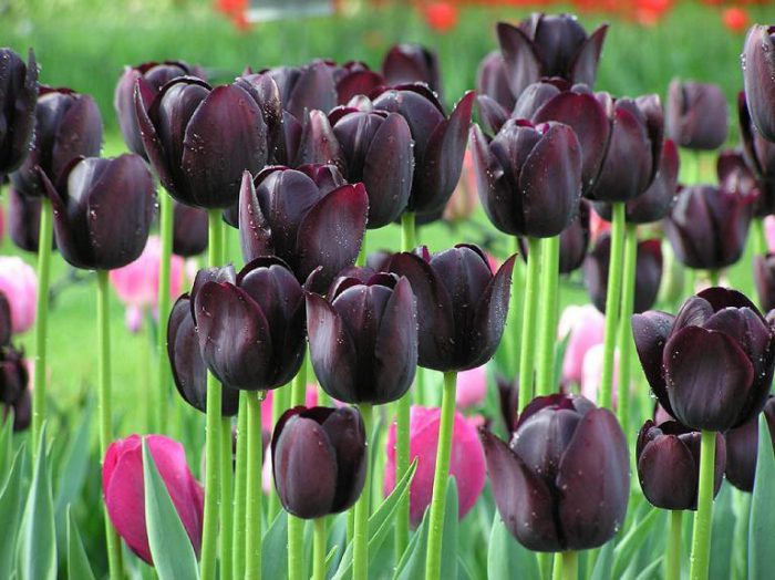 Tulipa negra