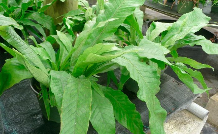 Microsorum banāns (Microsorum musifolium)