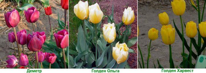 Ποικιλίες: Demeter, Golden Olga, Golden Harvest