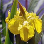 Iris marsh