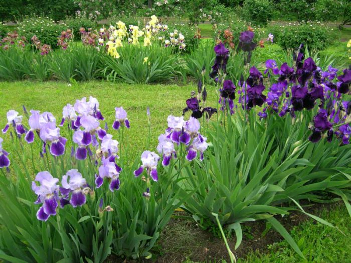 Regole per la cura degli iris da giardino