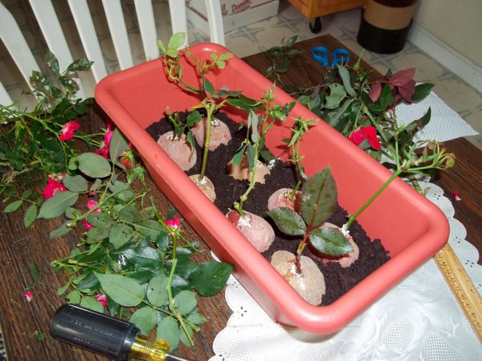 Kā audzēt rozi no griešanas