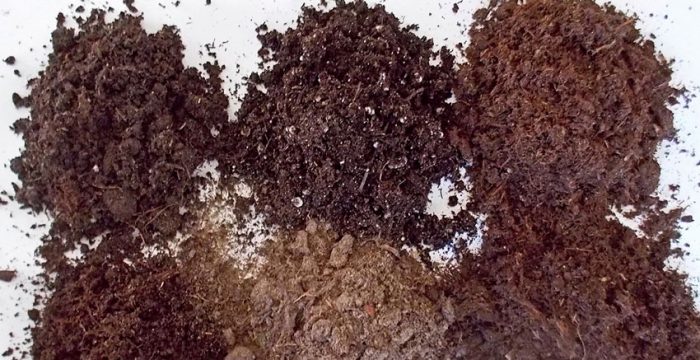 Soil for seedlings of petunias