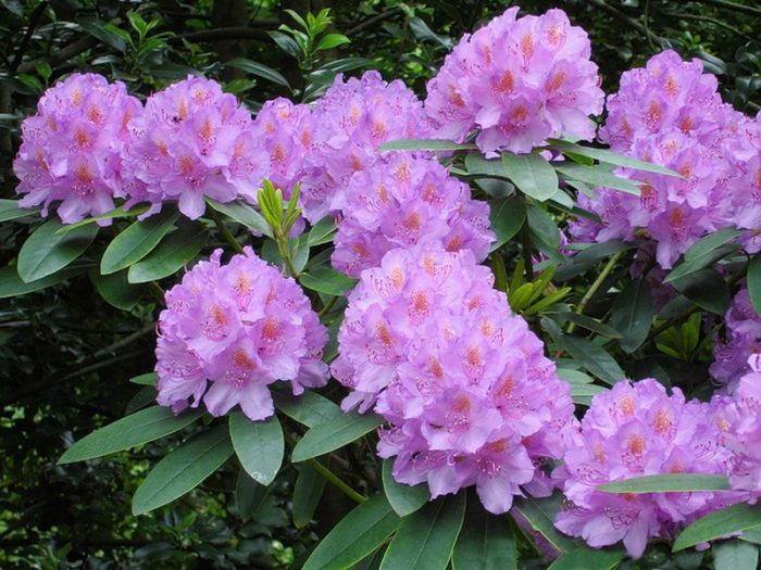 Rododendrs