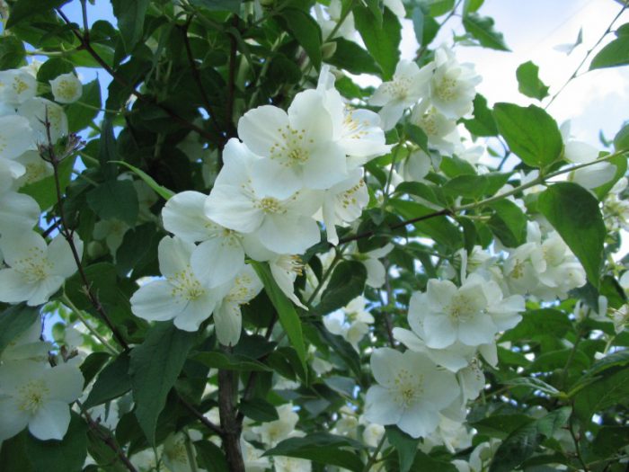 Garden jasmine