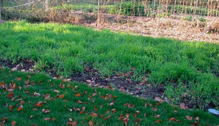 Sadnja zelenog stajskog gnoja u jesen