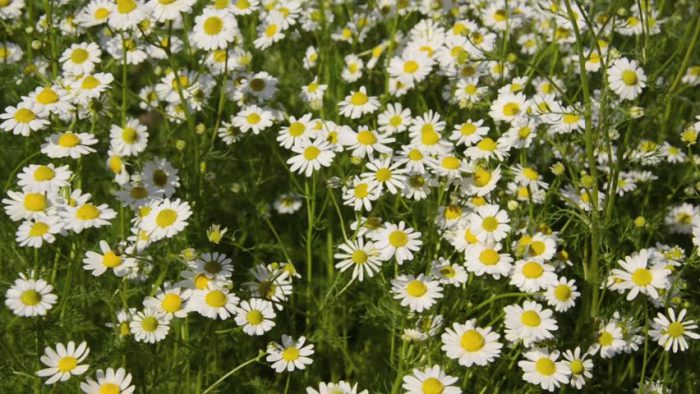 Features of caring for garden daisies