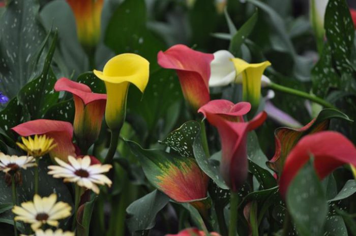 Cechy rosnących lilii ogrodowych