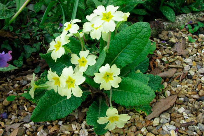 Primula không thân, hoặc bình thường (Primula vulgaris)