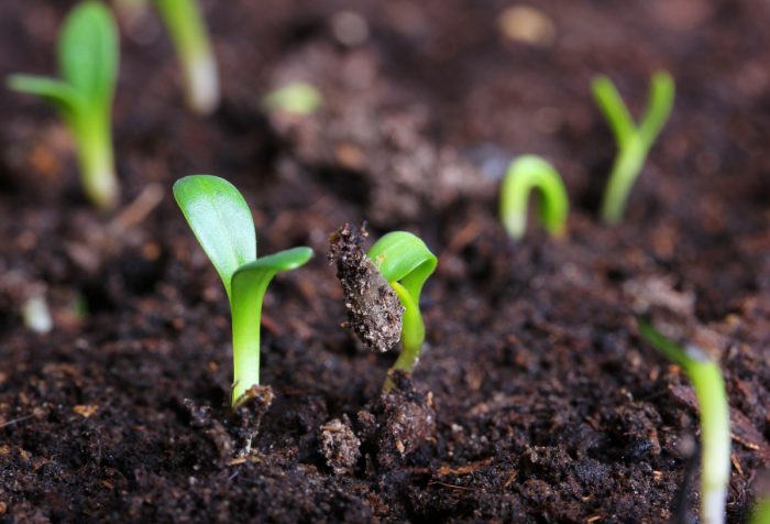 Uzgoj phloxa iz sjemena