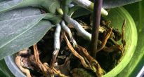 Les racines d'orchidées pourrissent et sèchent