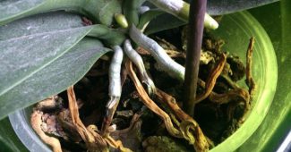 Orkidean juuret mätää ja kuivaa