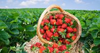 Les meilleures variétés de fraises