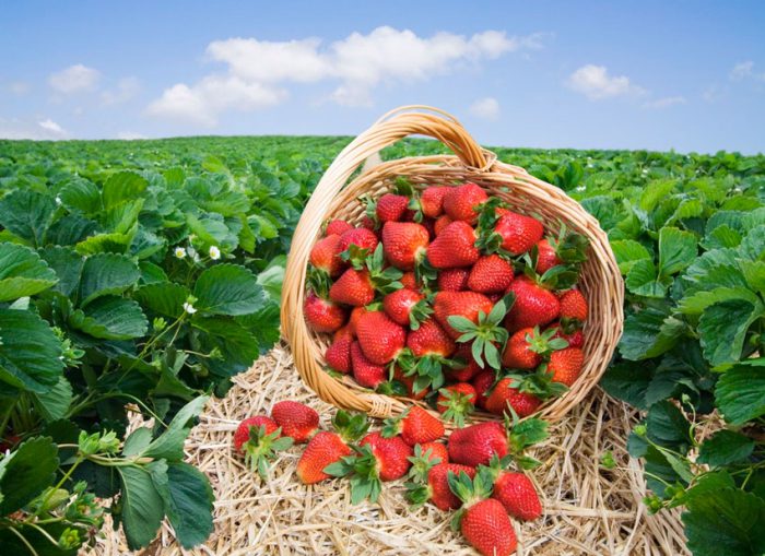 De bedste sorter af jordbær