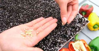 Préparation des graines de poivre pour semer les semis
