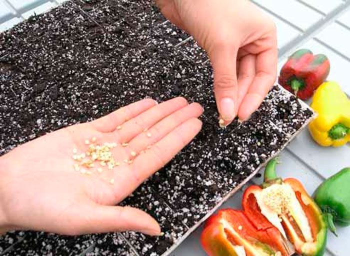 Preparando sementes de pimenta para semear mudas