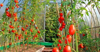 Drivhus tomater