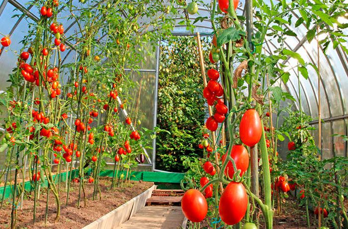 Gewächshaus-Tomaten