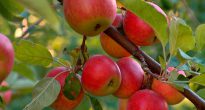 procesamiento de manzanas en primavera