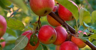 procesamiento de manzanas en primavera