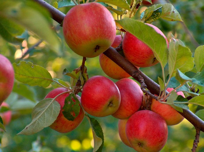 επεξεργασία μήλων την άνοιξη