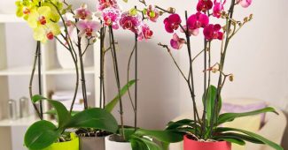 How to care for your home orchid