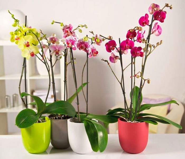 Jak dbać o domową orchideę