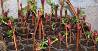 Anbau von Trauben aus Stecklingen im Winter