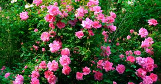 Розови храсти