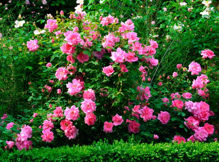 Rosas do arbusto